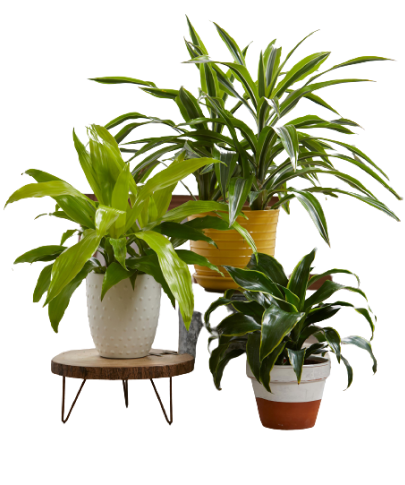 plant
